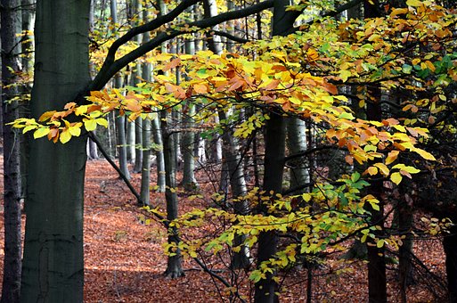 Free Autumn Forest photo and picture