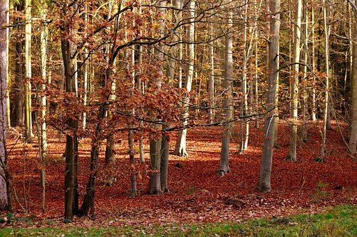 Free Autumn Forest photo and picture