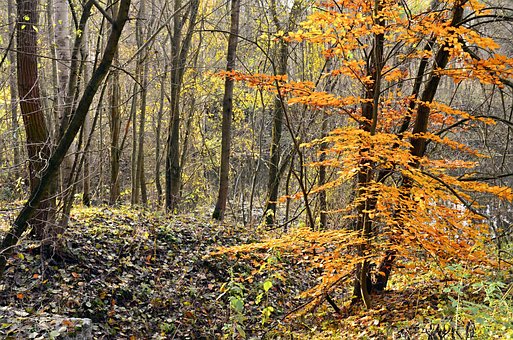 Free Autumn Forest photo and picture
