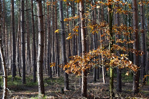 Free Autumn Forest photo and picture