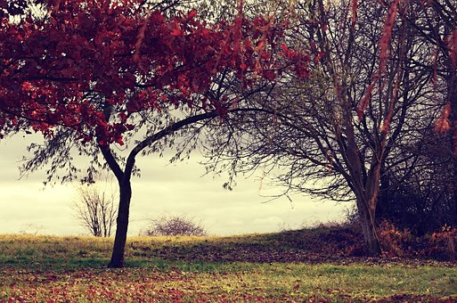 Free Autumn Leaves photo and picture