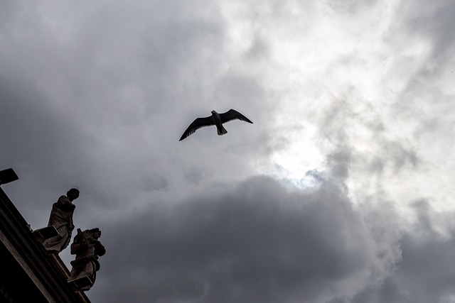 Free Seagull Rome photo and picture