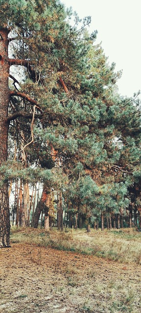 松 枝 自然 - Pixabayの無料写真 - Pixabay