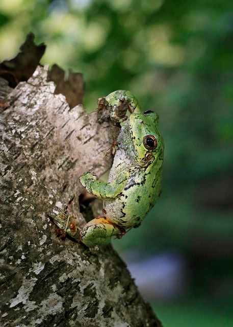 Frosch, Tier, Stamm, Amphibie, Tierwelt