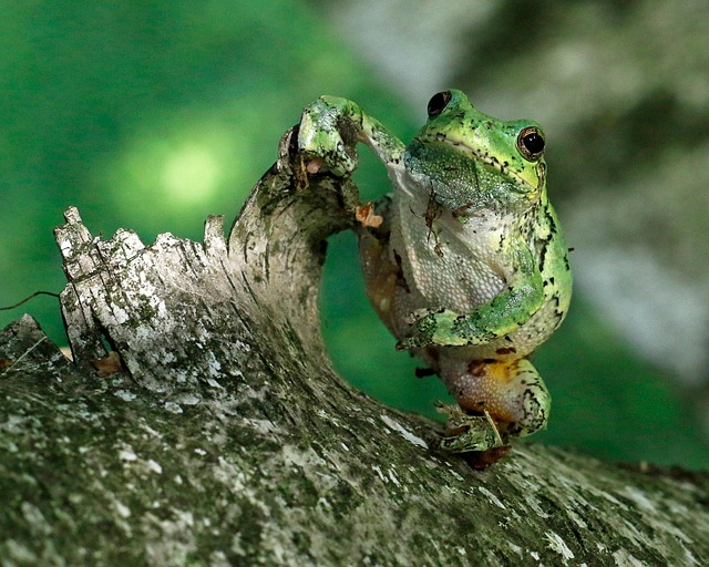 Frosch, Tier, Stamm, Amphibie, Tierwelt