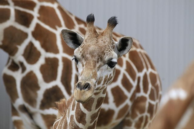 Giraffe, Natur, Flecken, Hörner