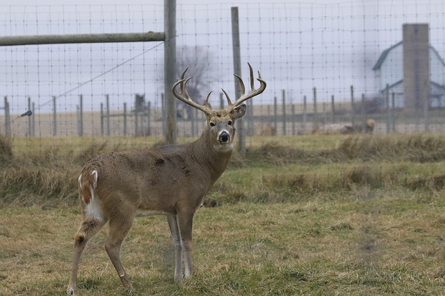 Weißwedelhirsch, Tier, Zoo, Bock