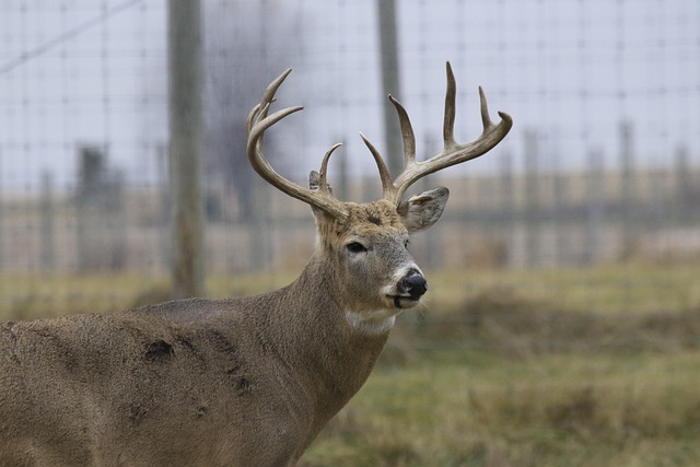 Weißwedelhirsch, Tier, Zoo, Bock