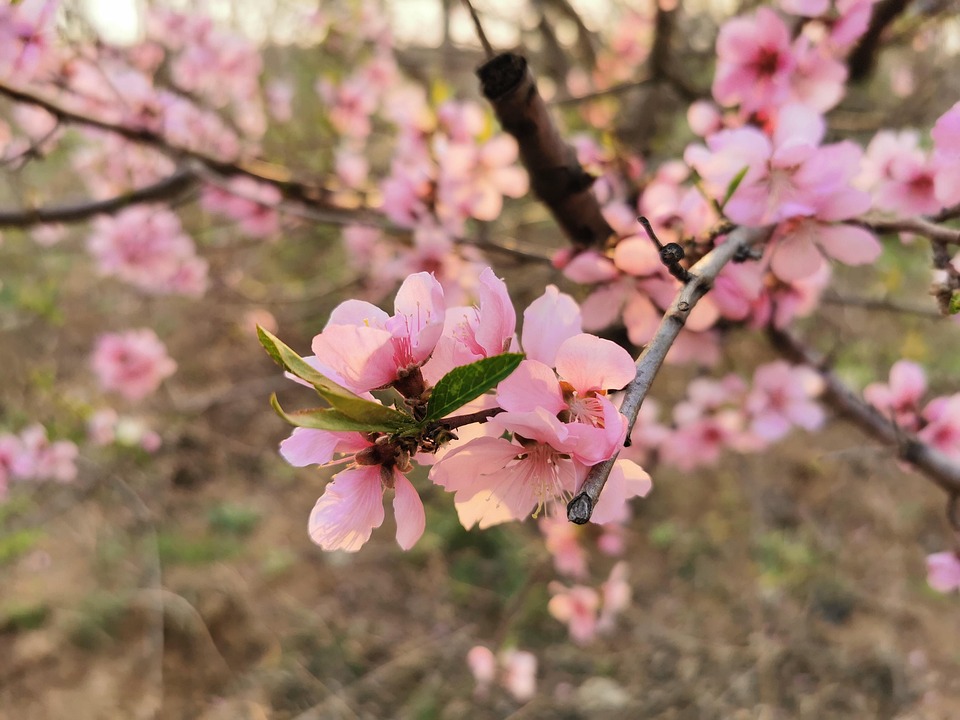 Spring Image Video Bloom Early Spring Bloom - Free photo on Pixabay - Pixabay