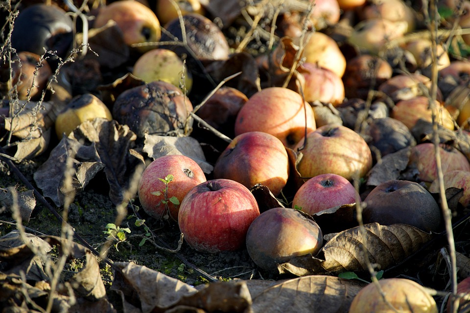 Windfall Apples Fallen Leaves - Free photo on Pixabay - Pixabay