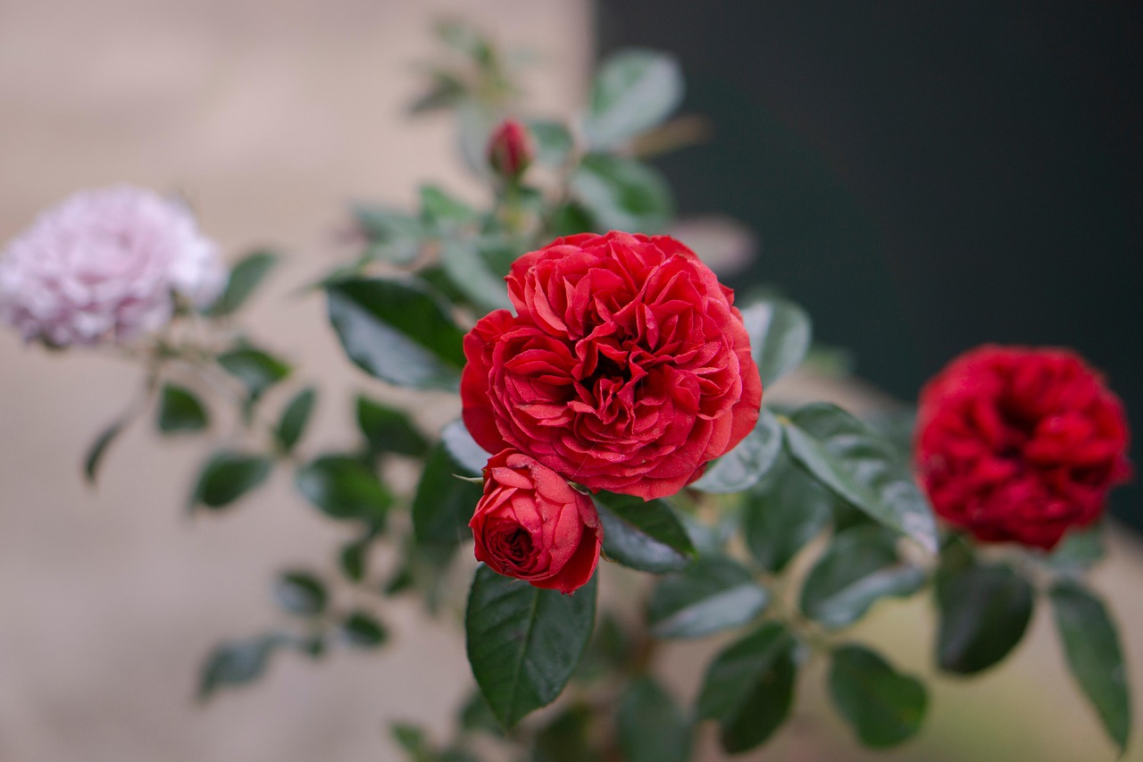 Rosas Rosas De Jardín Flores Planta - Foto gratis en Pixabay - Pixabay