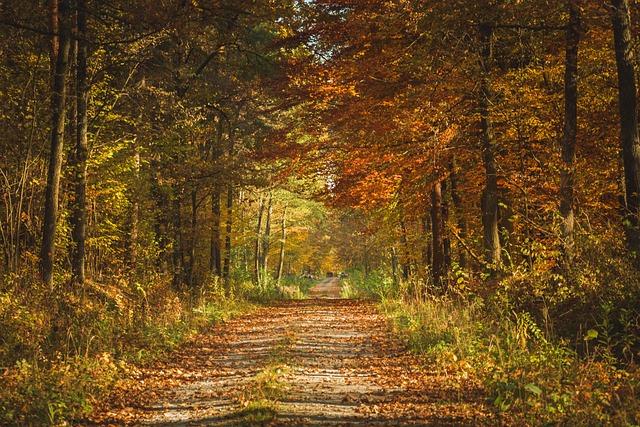 Free Autumn Forest photo and picture