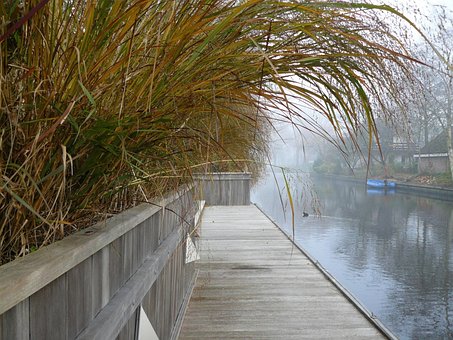 Jardim, Água, Névoa, Miscanthus, Flora