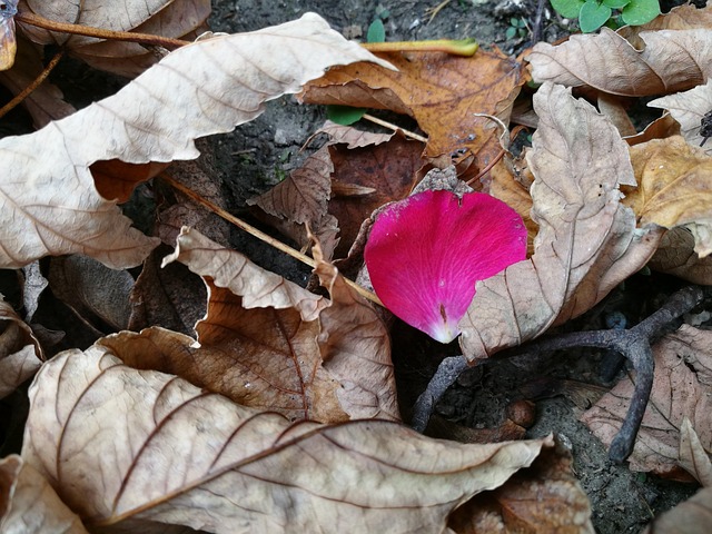 Free Autumn Foliage photo and picture