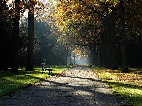 Free Fall Tree photo and picture