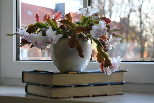 Free Flower A Book photo and picture
