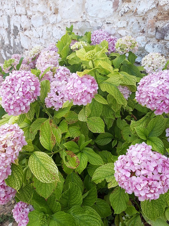 Hortensias Fleurs Photo Gratuite Sur Pixabay Pixabay hortensias-fleurs-photo-gratuite-sur-pixabay-pixabay