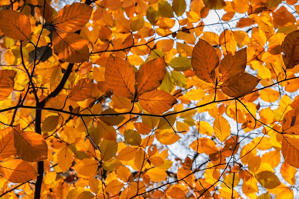 Autumn Leaves Foliage - Free photo on Pixabay