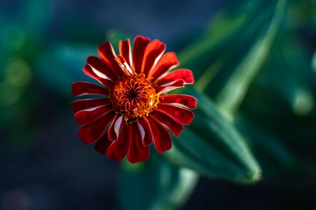 Zinnia, Flor, Planta, Pétalos