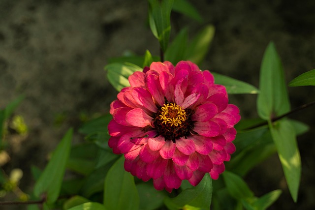 Zinnia, Flor, Planta, Fondo De La Flor