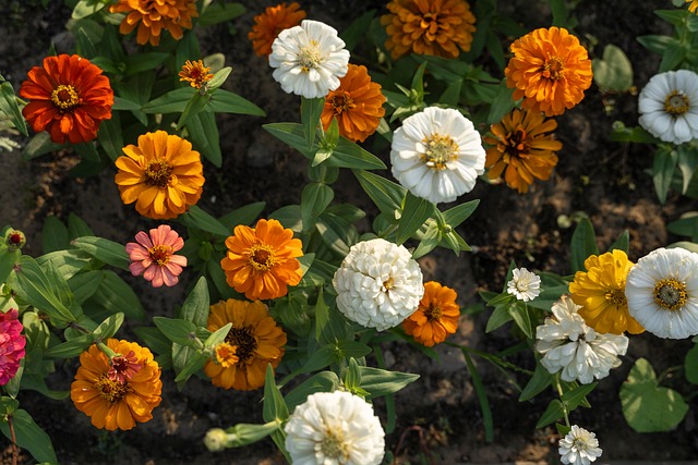 Zinnia, Flores, Planta, Naturaleza