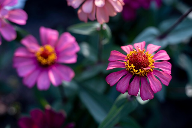 Zinnia, Flor, Papel Pintado De Flores