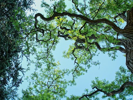 Árvore, Folhas, Árvores, Natureza