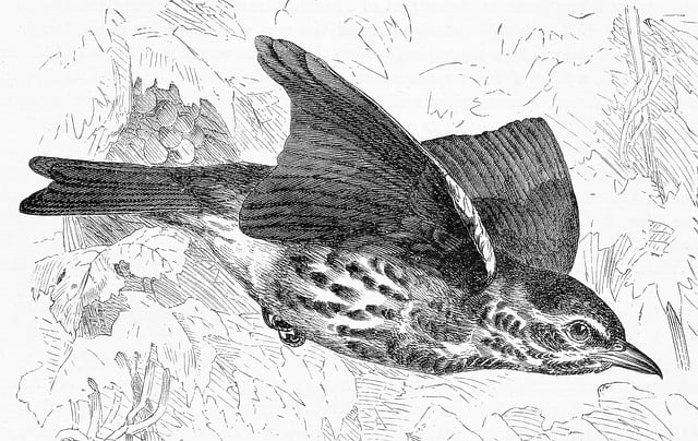 Free redwing thrush bird illustration