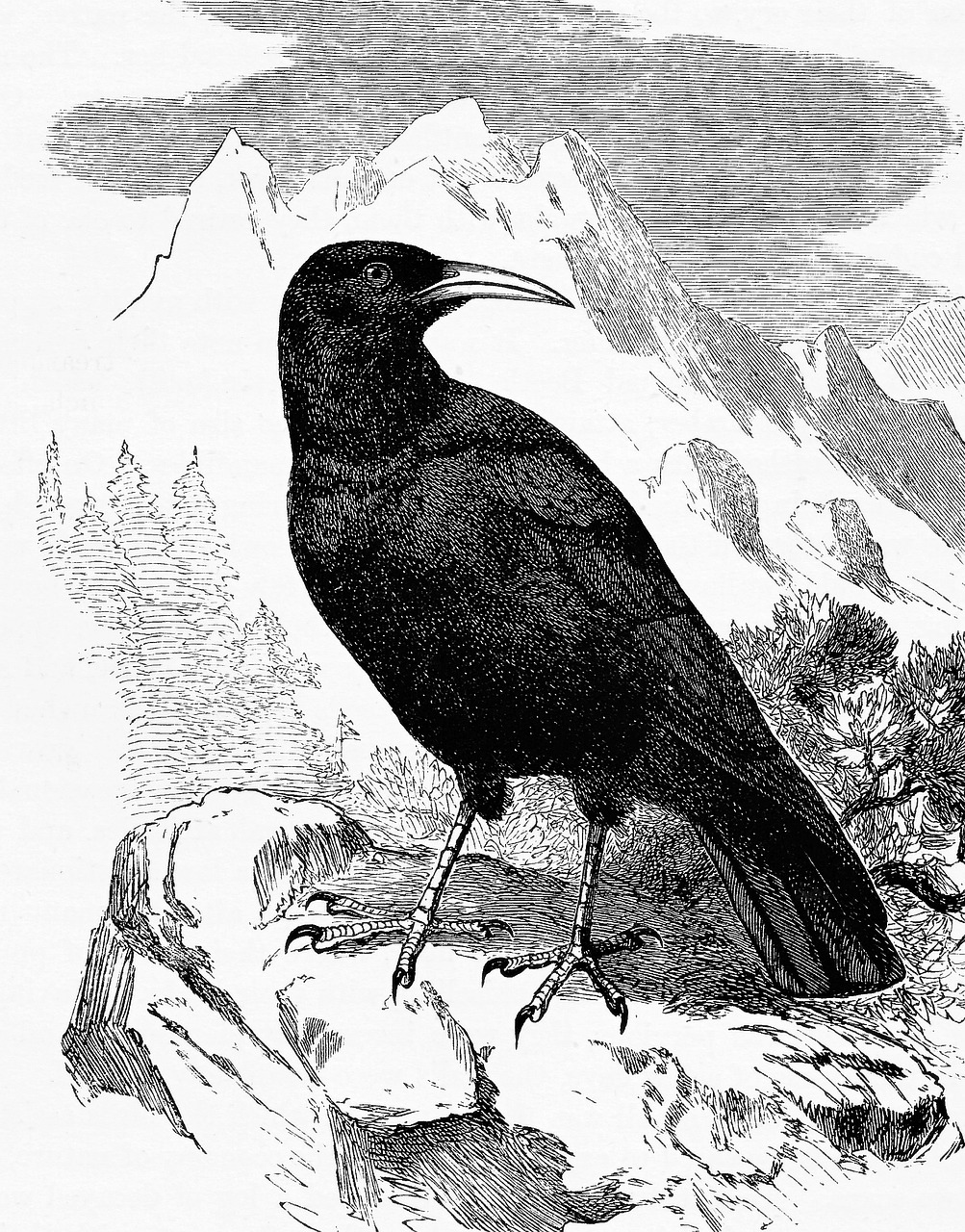 B4原画 crow Download Chough, Crow, Corvidae. Royalty-Free Stock Illustration
