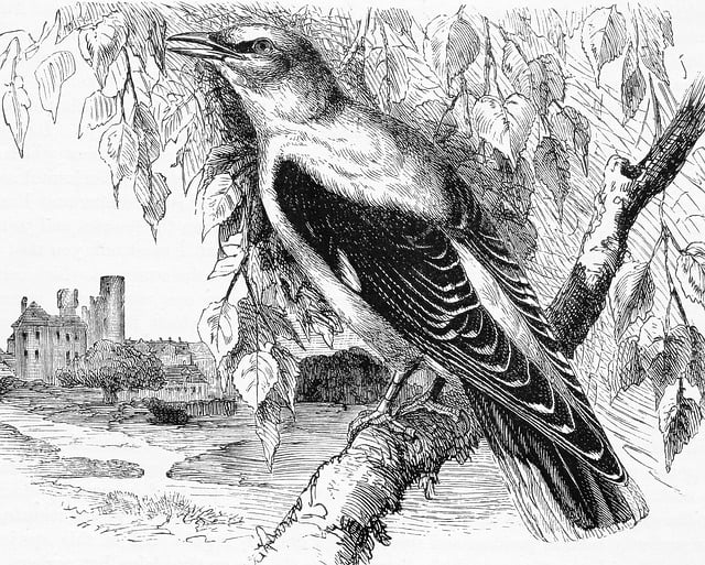 Free golden oriole bird perched illustration