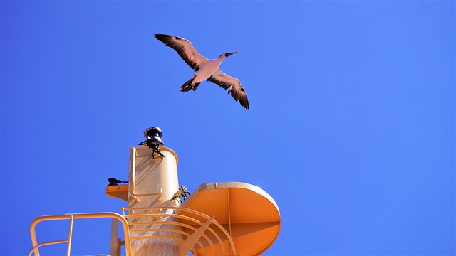 Free Bird Beak photo and picture