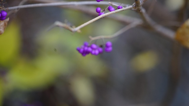 Natur, Efterår