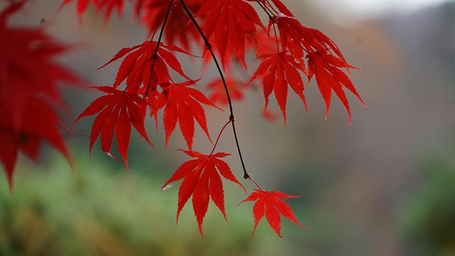 Natur, Efterår, Maple, Blad, Ahorntræ