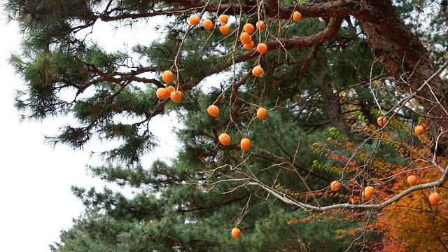 Natur, Efterår, Persimmon, Træ, Fall