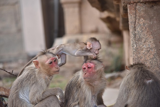 Free Monkeys Animals photo and picture