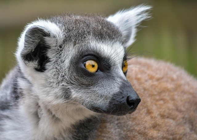 Free Lemur Arboreal photo and picture