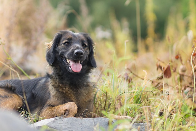 Hund, Kæledyr, Dyr, Natur, Husdyr, Hunde