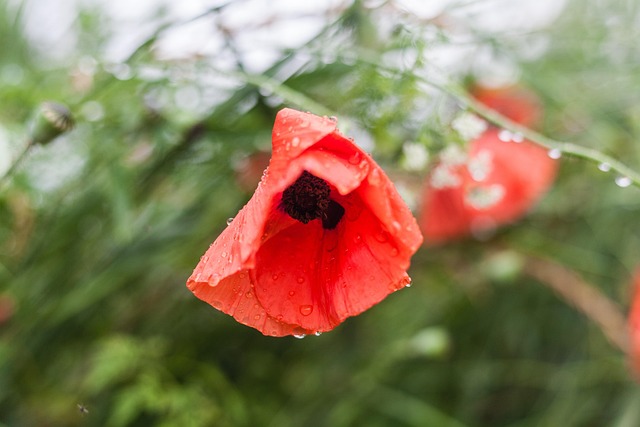 Valmue, Blomst, Regndråber, Dråber