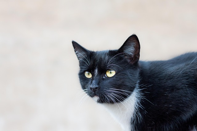 Kat, Kæledyr, Dyr, Huskat, Feline