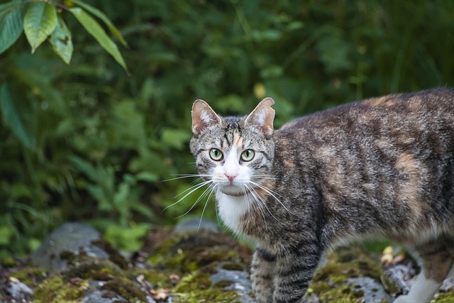 Kat, Tabby, Kæledyr, Dyr, Huskat, Feline