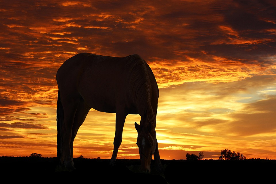 Sunset Silhouette Horse - Free photo on Pixabay