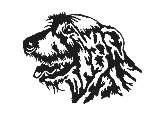 Free Irish Wolfhound Head vector and picture
