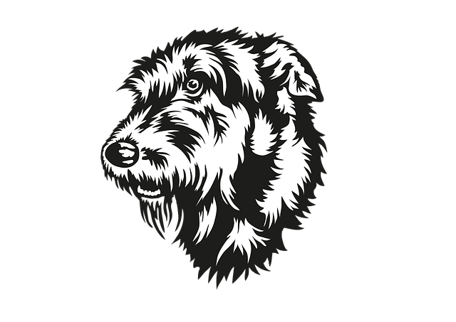 Free Irish Wolfhound Head vector and picture