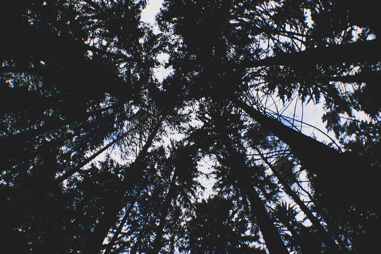 Forest Dark Trees - Free photo on Pixabay - Pixabay