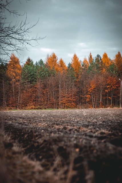 Herbst, Blätter, Laub, Blätter Im Herbst