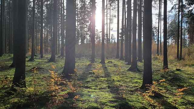 Free Herbst Wald photo and picture
