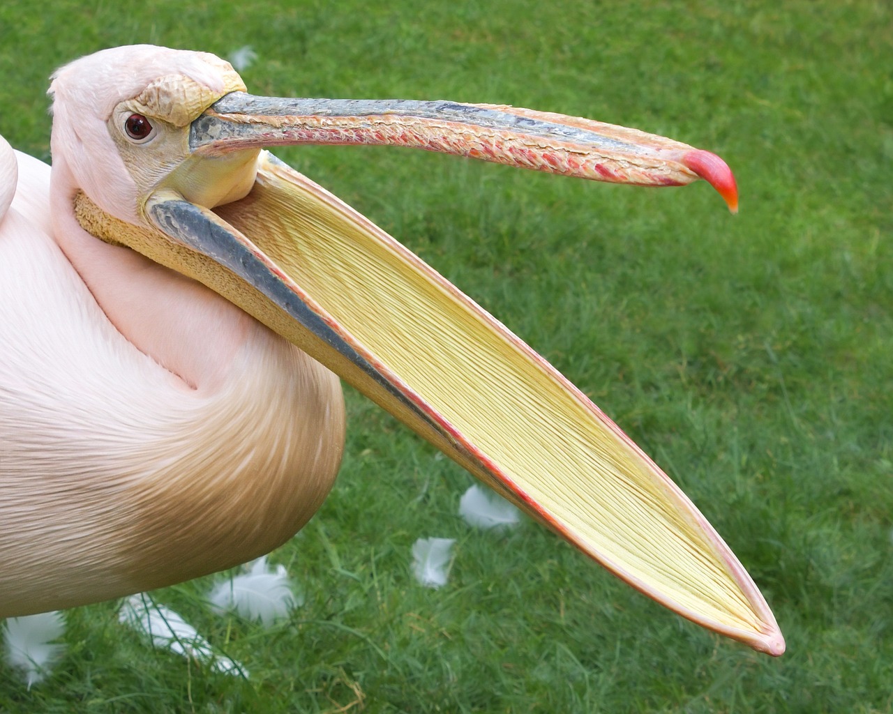 Pelican Beak Bill Long Free Photo On Pixabay Pixabay