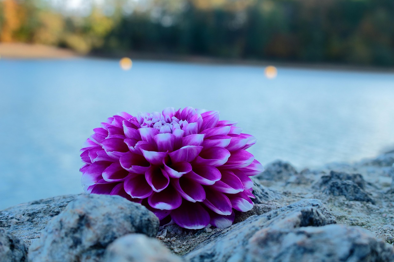 Flower Petal Rocks Flower Rocks Petals - Free photo on Pixabay - Pixabay