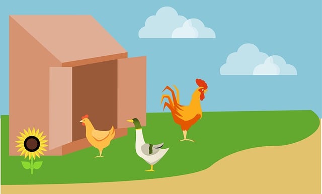 Henne, Hähnchen, Vogel, Coop, Bauernhof