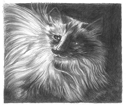 Free Cat Drawing photo and picture
